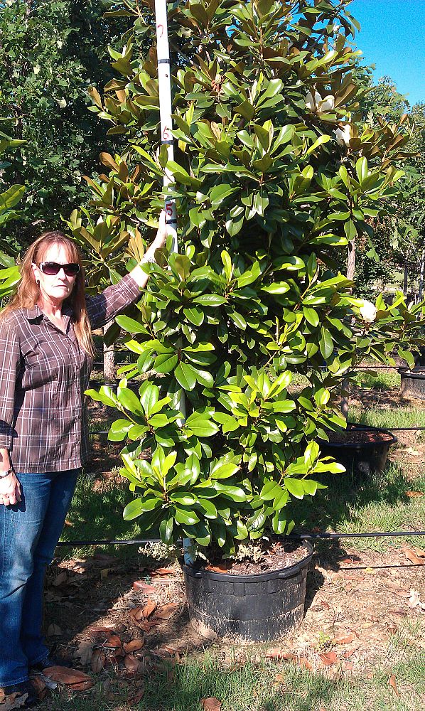 magnolia-grandiflora-southern-magnolia