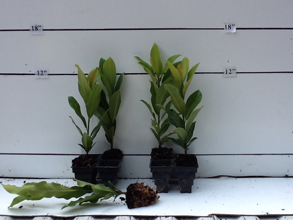 magnolia-grandiflora-southern-magnolia