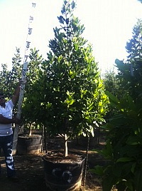 magnolia-grandiflora-southern-magnolia