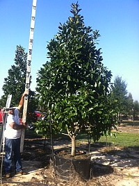 magnolia-grandiflora-southern-magnolia