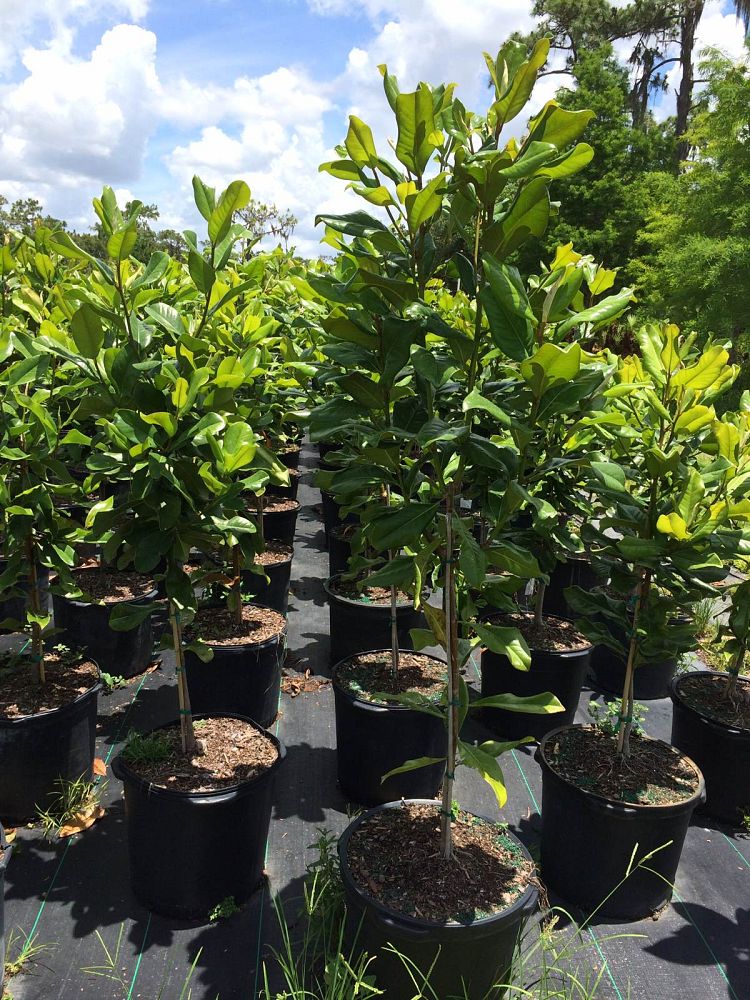 magnolia-grandiflora-southern-magnolia