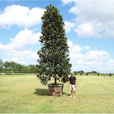 magnolia-grandiflora-southern-magnolia