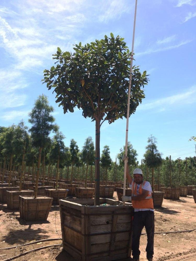 magnolia-grandiflora-southern-magnolia