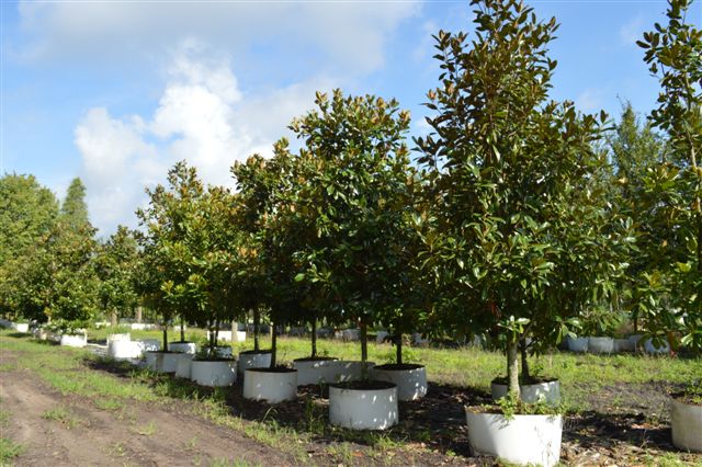 magnolia-grandiflora-southern-magnolia