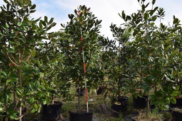magnolia-grandiflora-southern-magnolia
