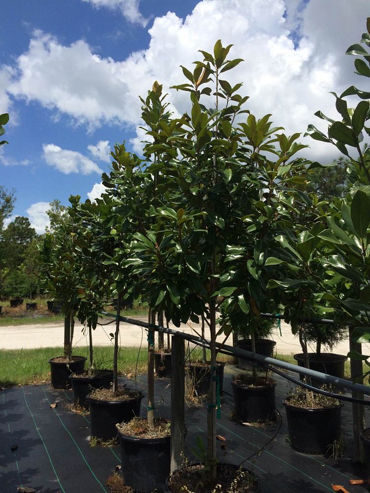 magnolia-grandiflora-southern-magnolia