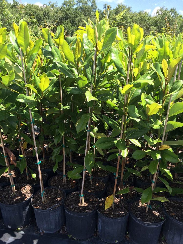 magnolia-grandiflora-southern-magnolia