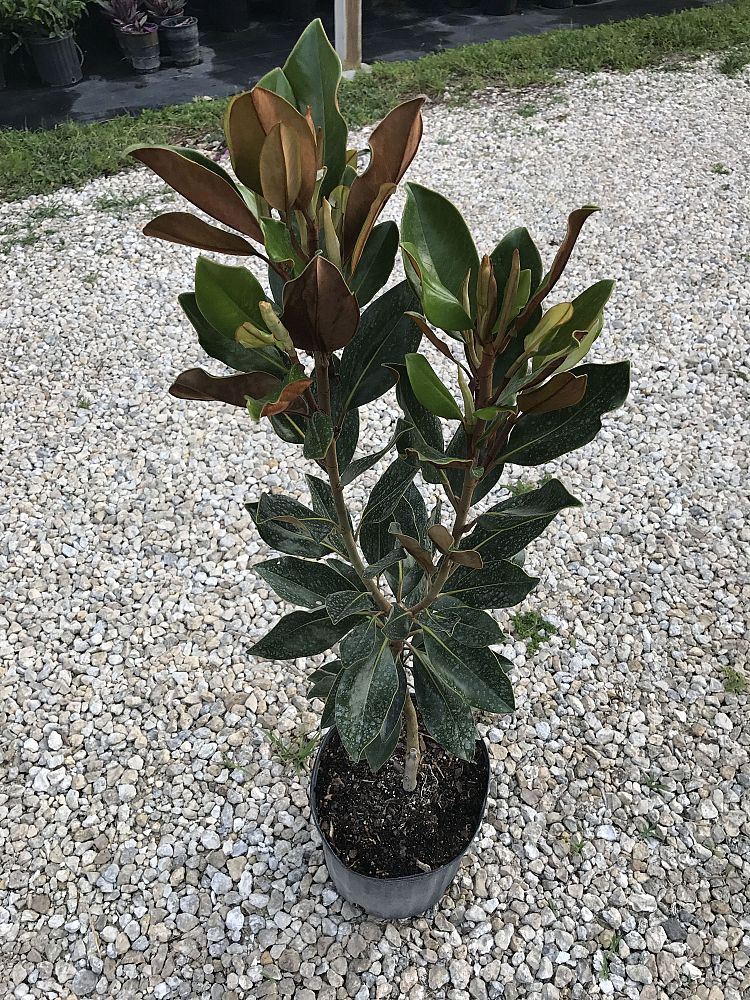 magnolia-grandiflora-southern-magnolia