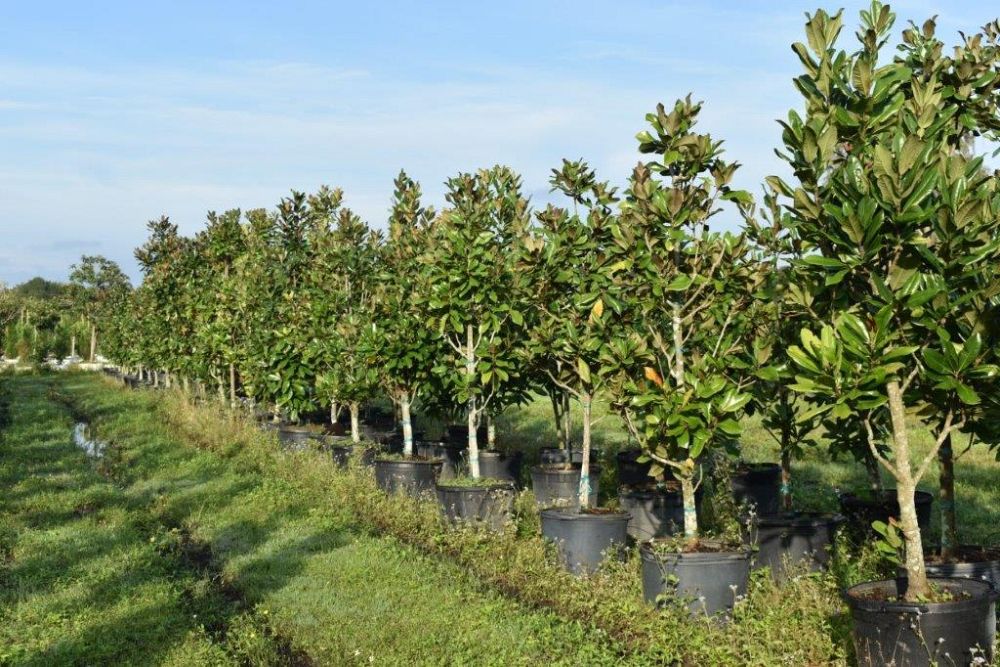 magnolia-grandiflora-southern-magnolia