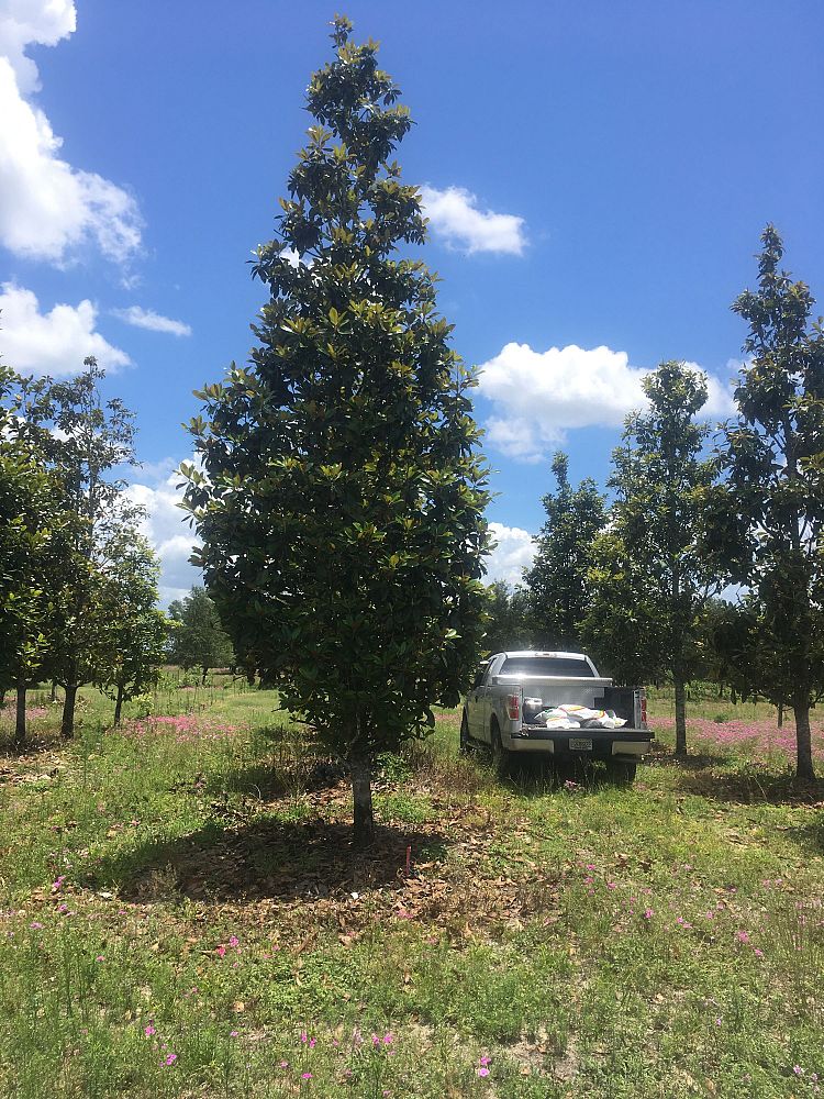magnolia-grandiflora-southern-magnolia