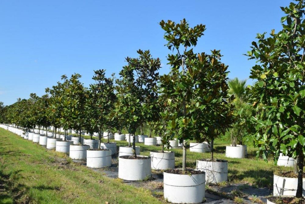 magnolia-grandiflora-southern-magnolia