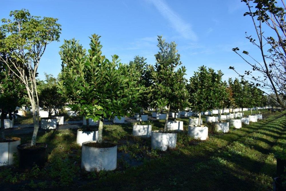magnolia-grandiflora-southern-magnolia