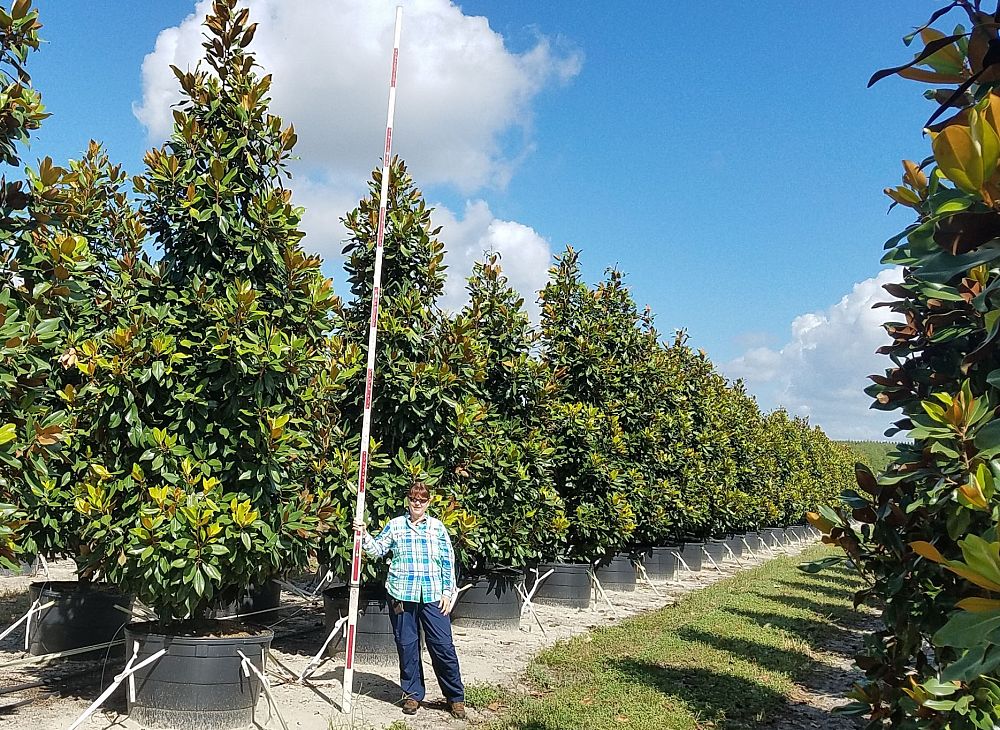 magnolia-grandiflora-southern-magnolia