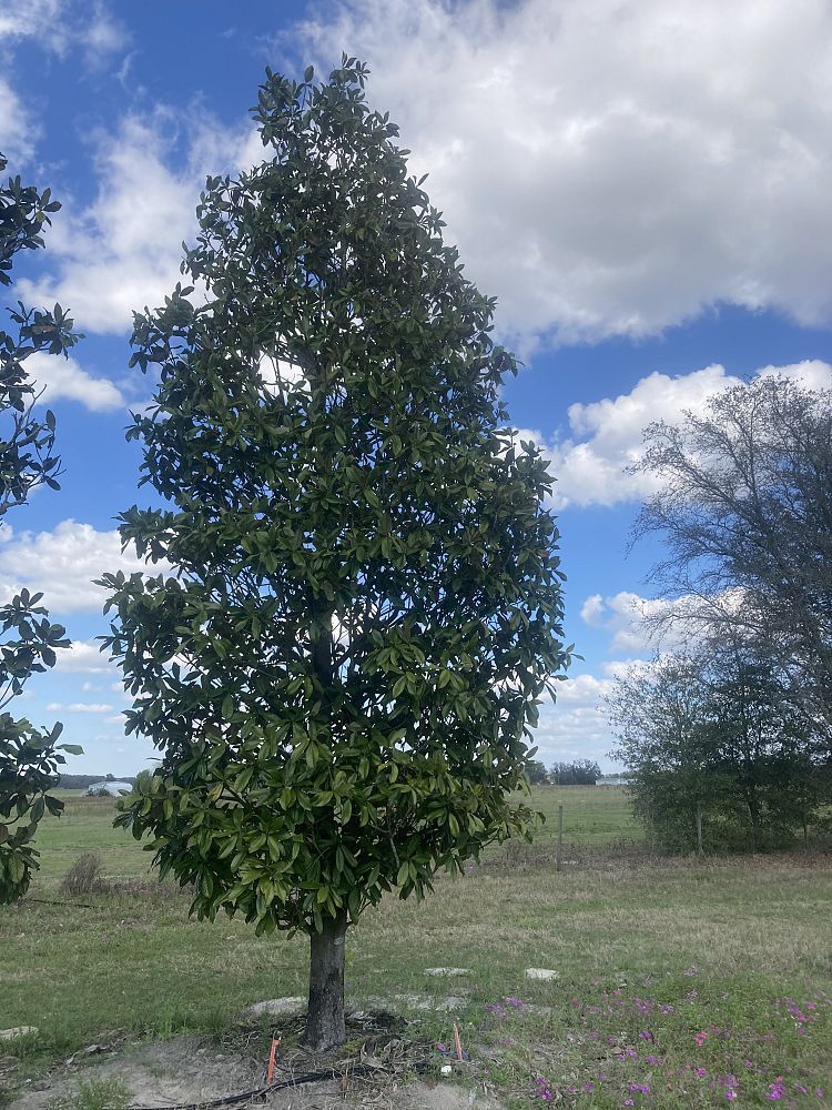 magnolia-grandiflora-southern-magnolia