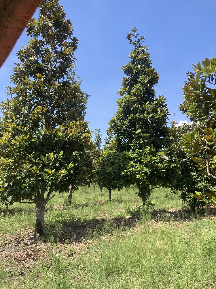 magnolia-grandiflora-southern-magnolia