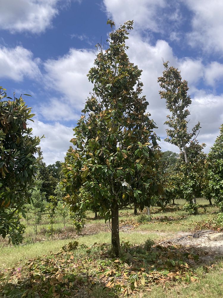 magnolia-grandiflora-southern-magnolia