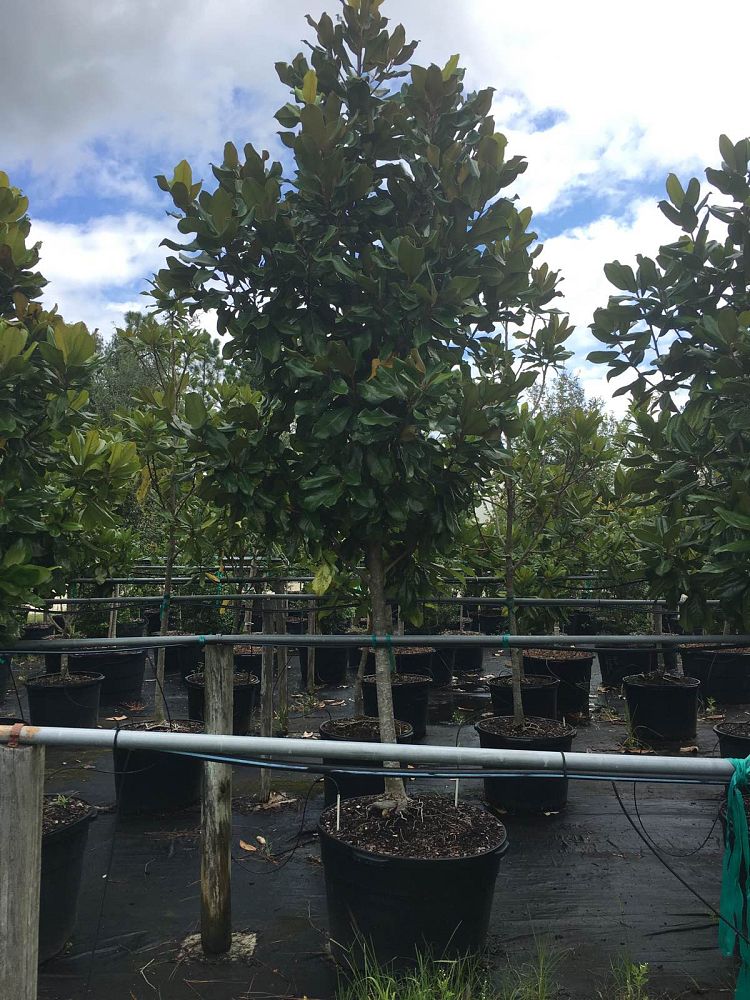 magnolia-grandiflora-southern-magnolia