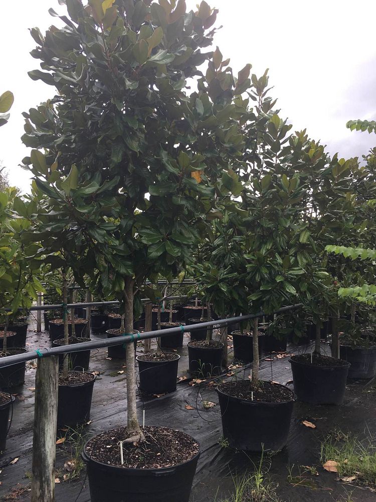 magnolia-grandiflora-southern-magnolia