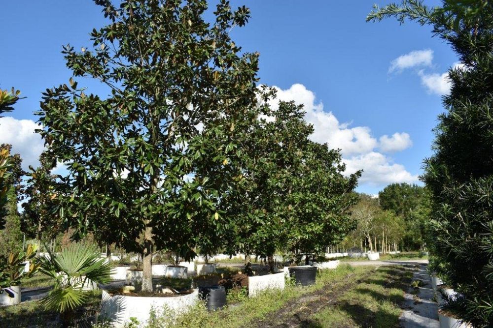 magnolia-grandiflora-southern-magnolia
