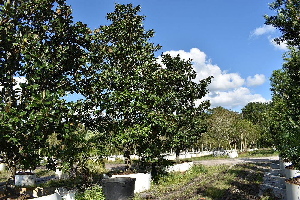 magnolia-grandiflora-southern-magnolia