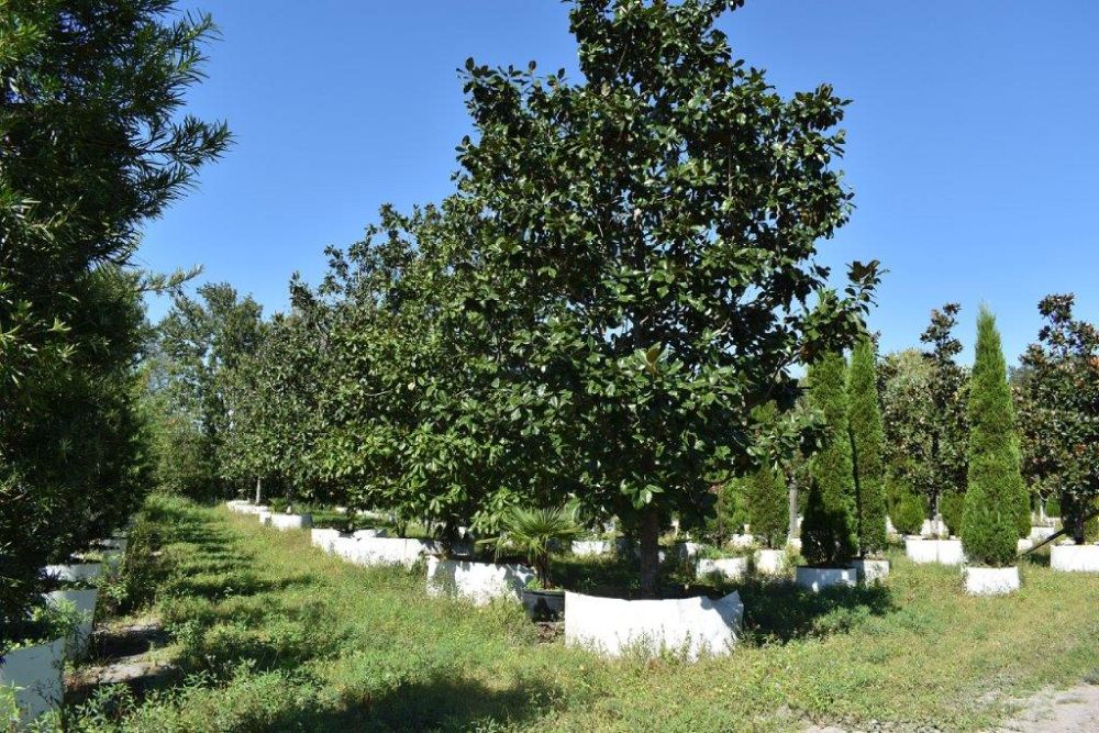 magnolia-grandiflora-southern-magnolia