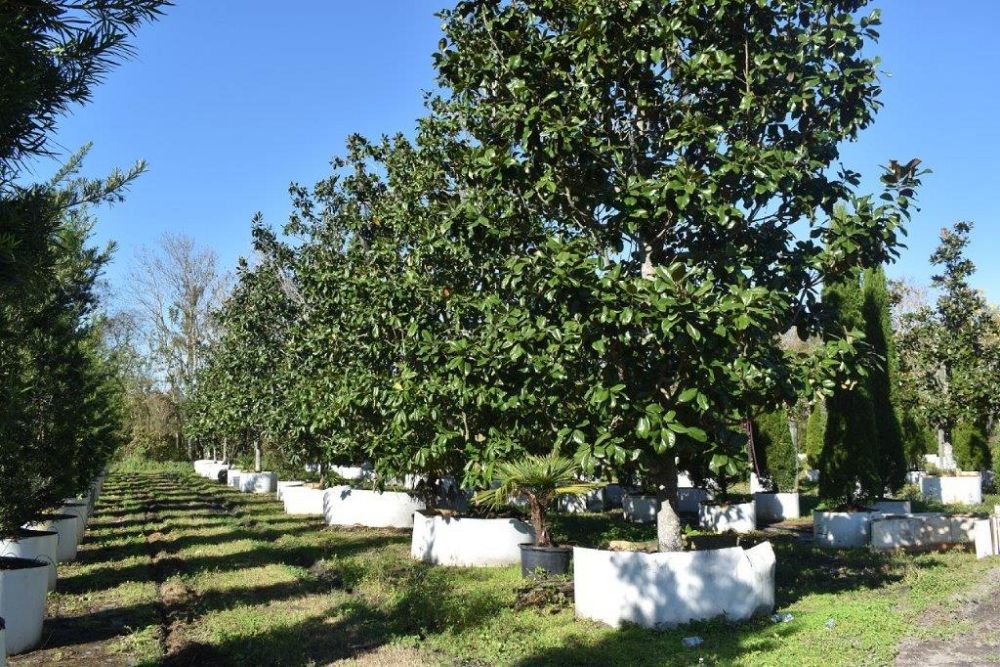 magnolia-grandiflora-southern-magnolia