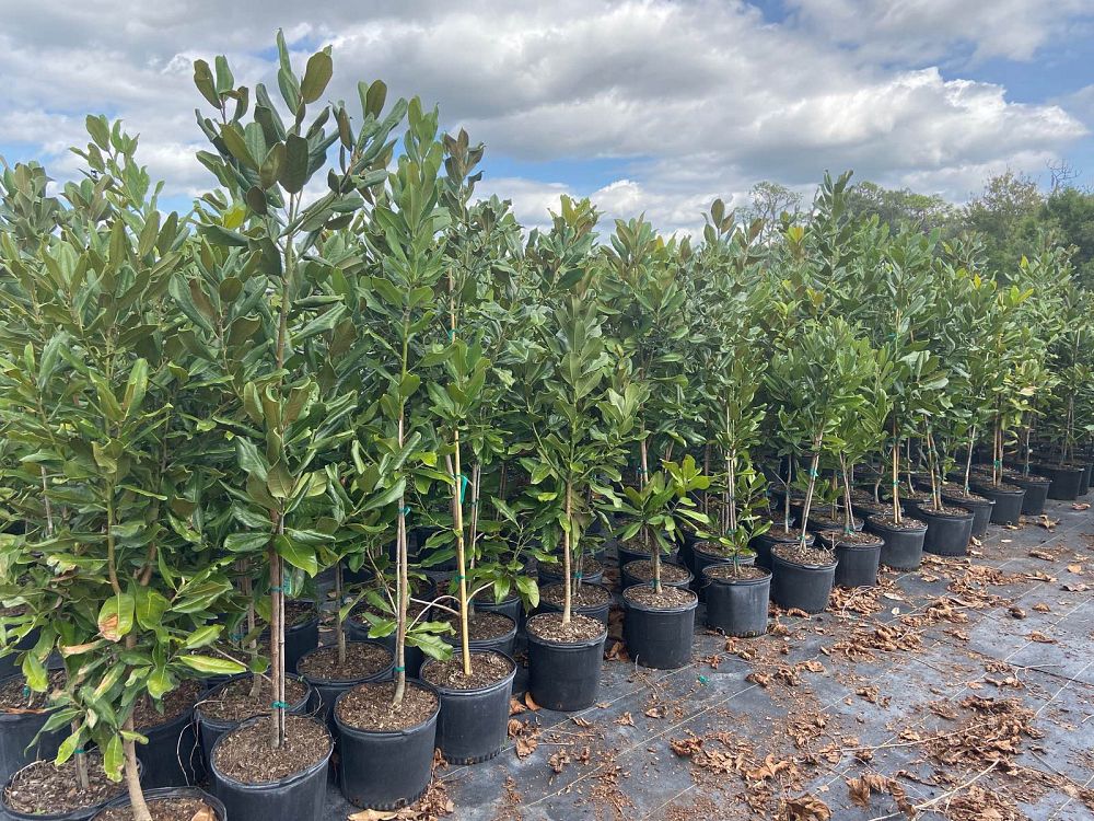 magnolia-grandiflora-southern-magnolia