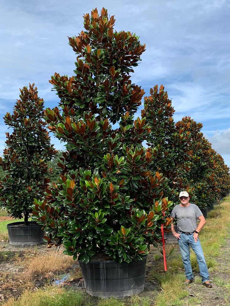 magnolia-grandiflora-southern-magnolia
