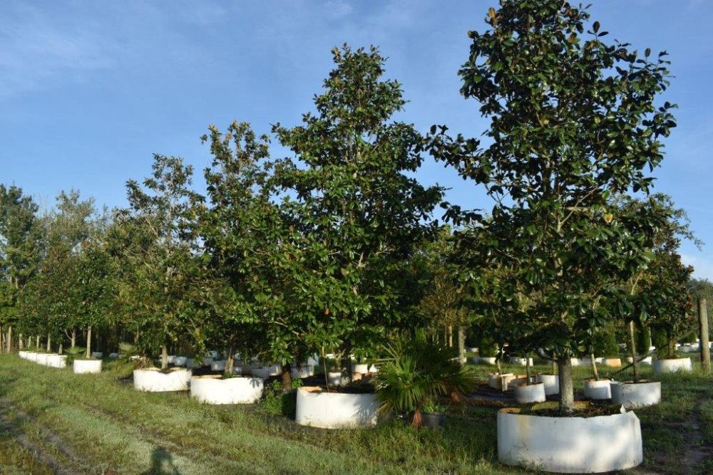 magnolia-grandiflora-southern-magnolia