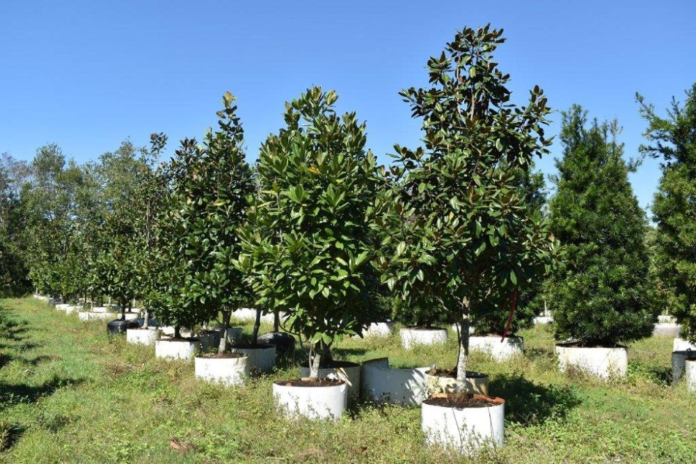 magnolia-grandiflora-southern-magnolia