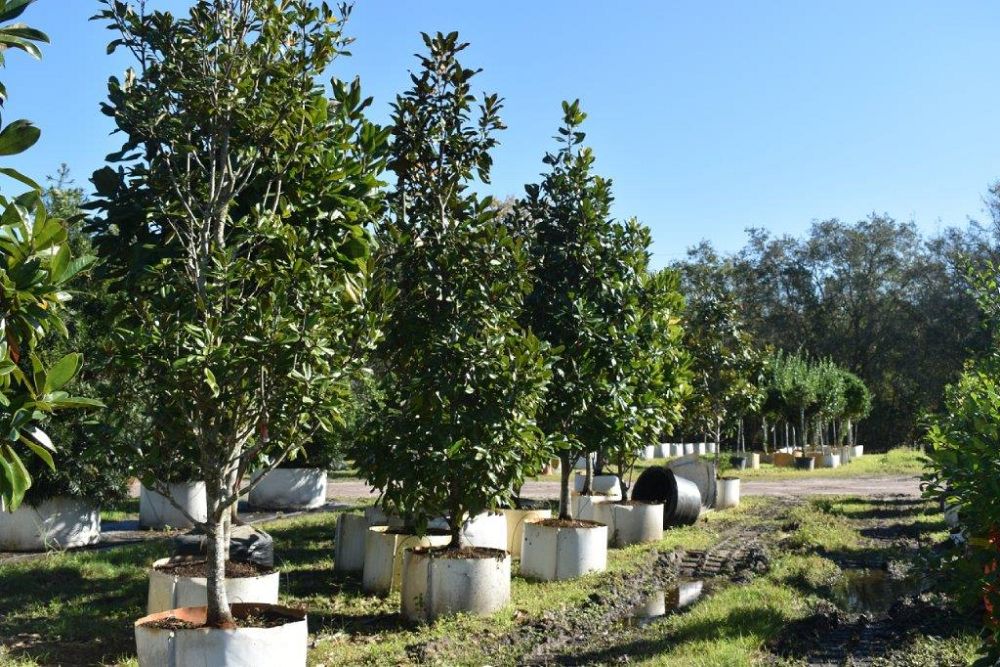 magnolia-grandiflora-southern-magnolia