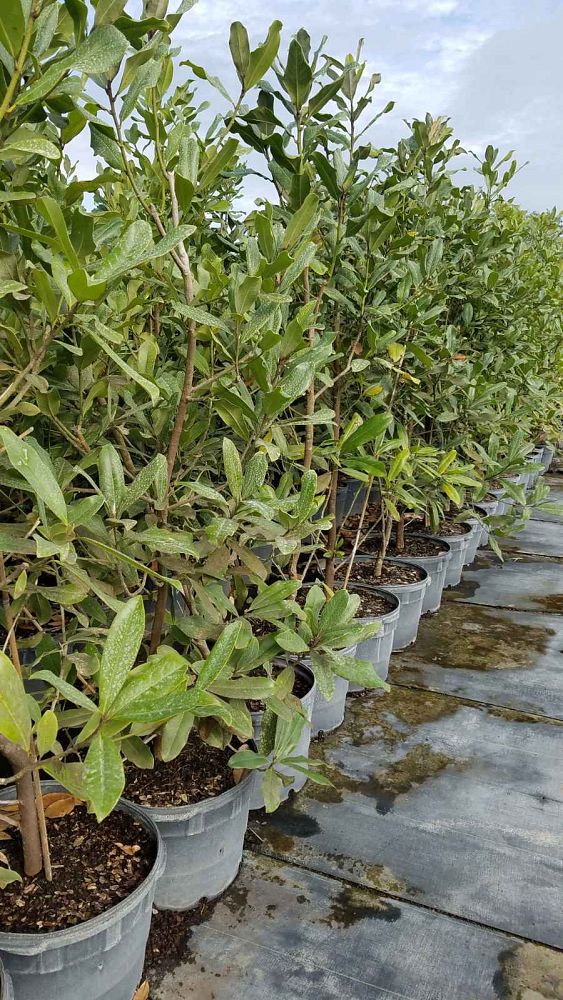 magnolia-grandiflora-southern-magnolia