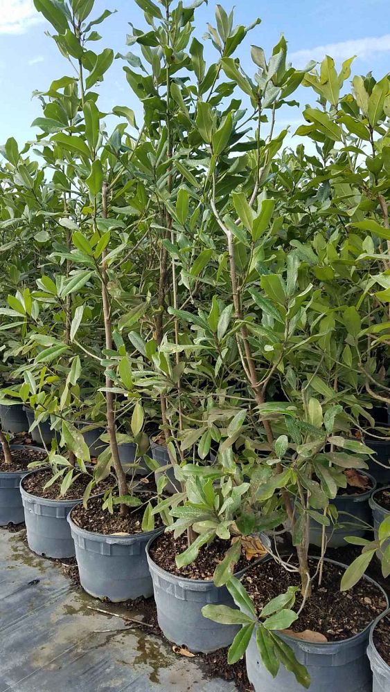 magnolia-grandiflora-southern-magnolia