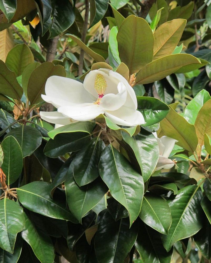 magnolia-grandiflora-southern-magnolia