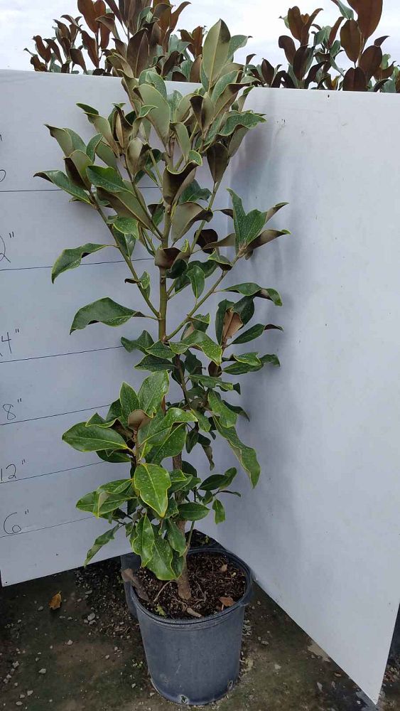magnolia-grandiflora-southern-magnolia