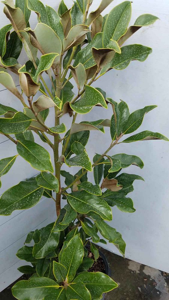 magnolia-grandiflora-southern-magnolia