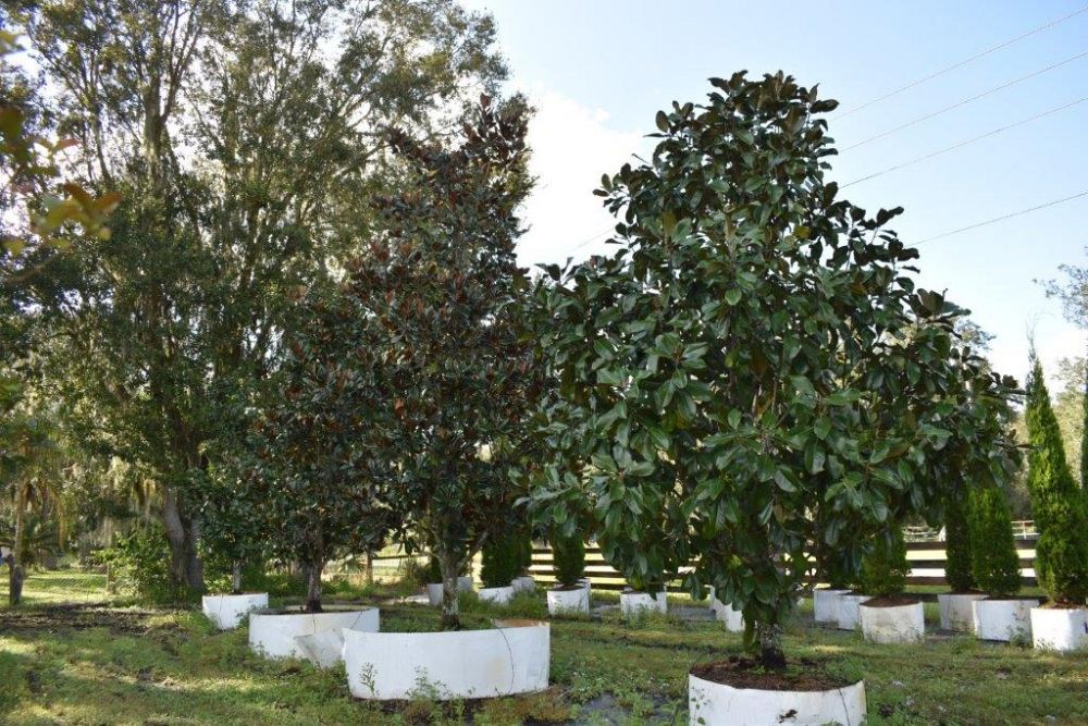 magnolia-grandiflora-southern-magnolia