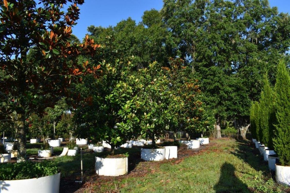 magnolia-grandiflora-southern-magnolia