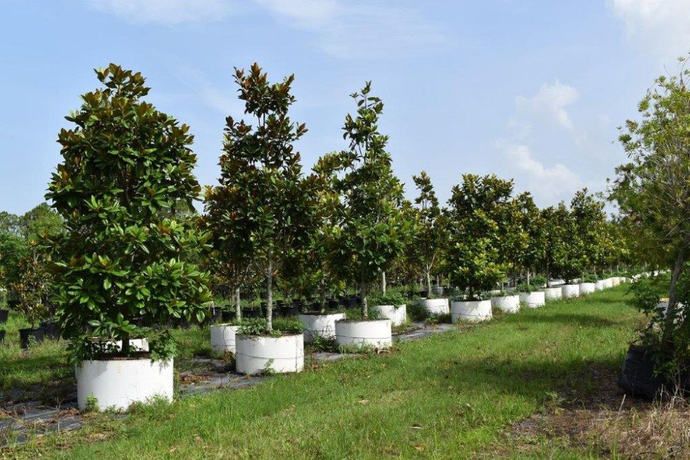 magnolia-grandiflora-southern-magnolia