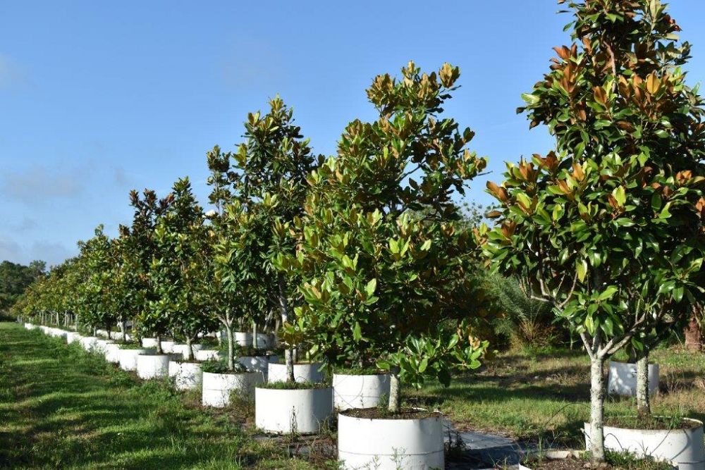 magnolia-grandiflora-southern-magnolia