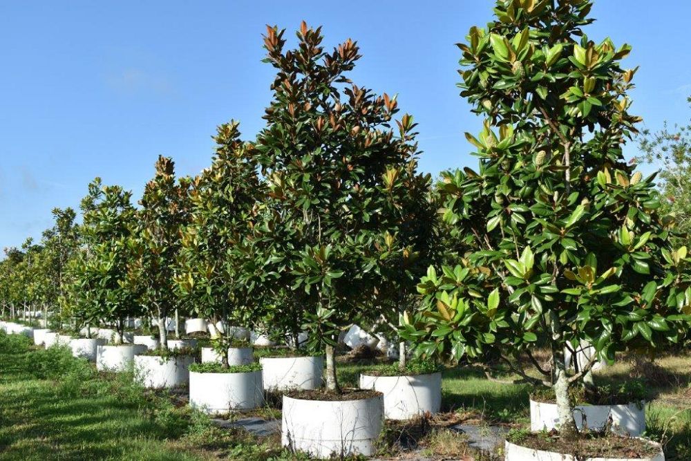 magnolia-grandiflora-southern-magnolia