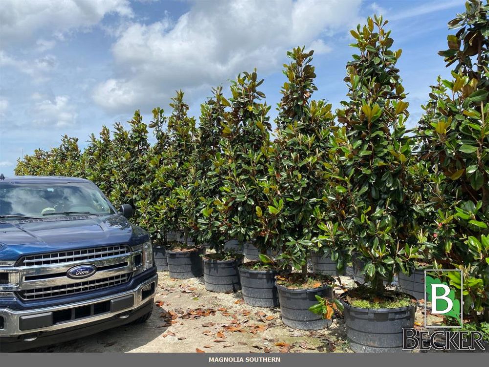 magnolia-grandiflora-southern-magnolia