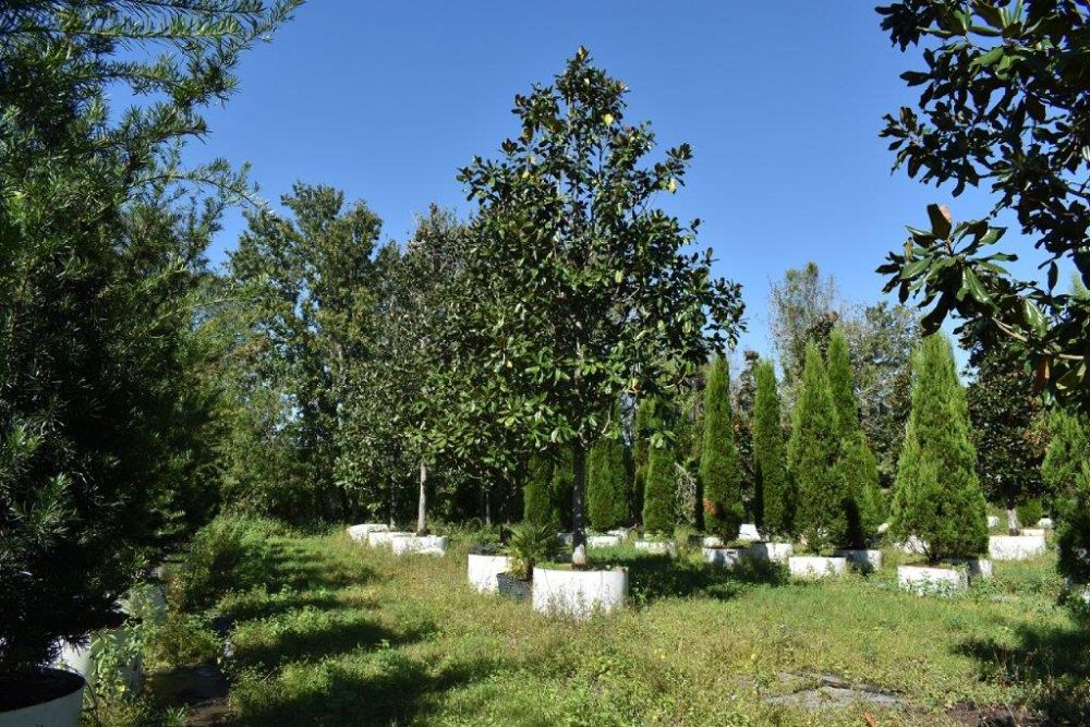 magnolia-grandiflora-southern-magnolia