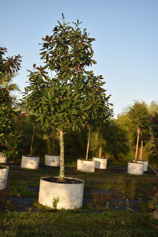 magnolia-grandiflora-southern-magnolia