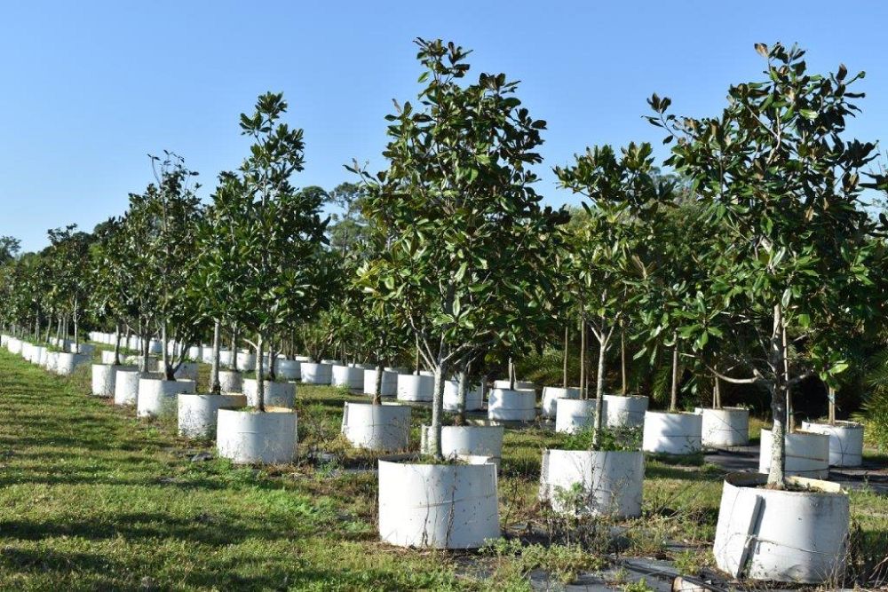magnolia-grandiflora-southern-magnolia