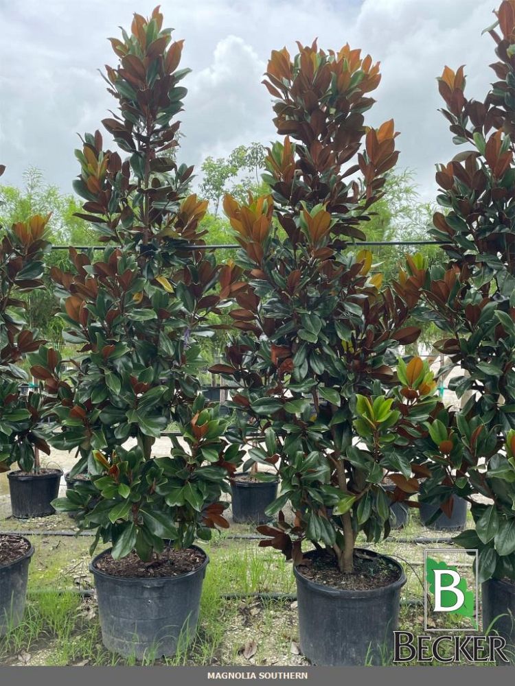 magnolia-grandiflora-southern-magnolia