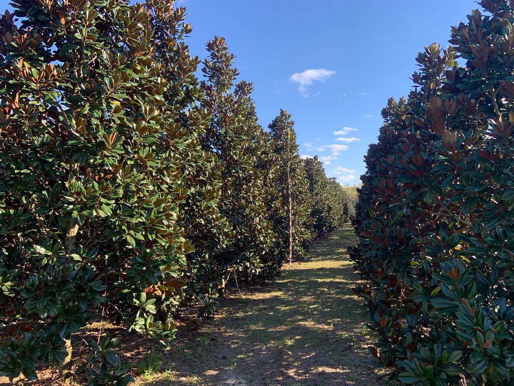 magnolia-grandiflora-southern-magnolia