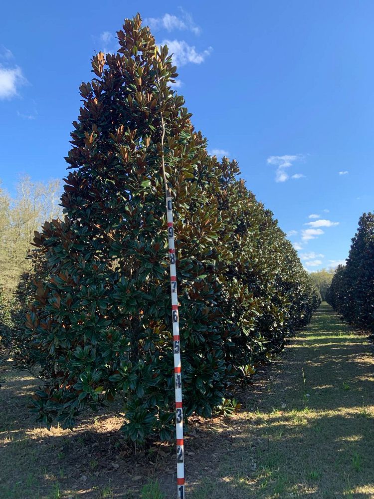 magnolia-grandiflora-southern-magnolia