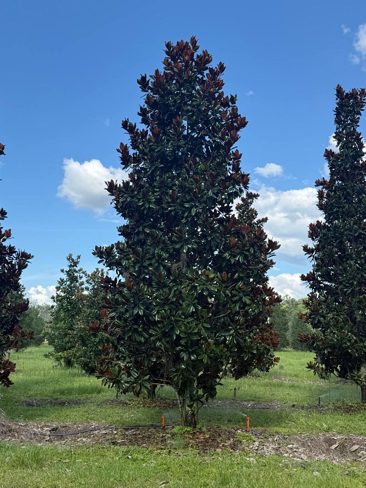 magnolia-grandiflora-southern-magnolia