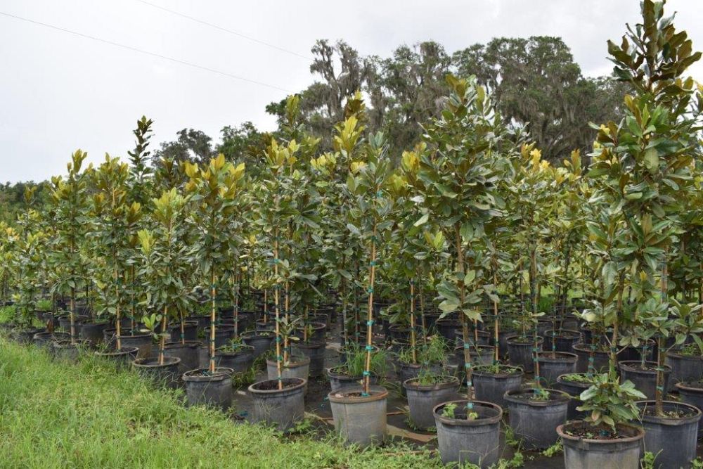 magnolia-grandiflora-southern-magnolia